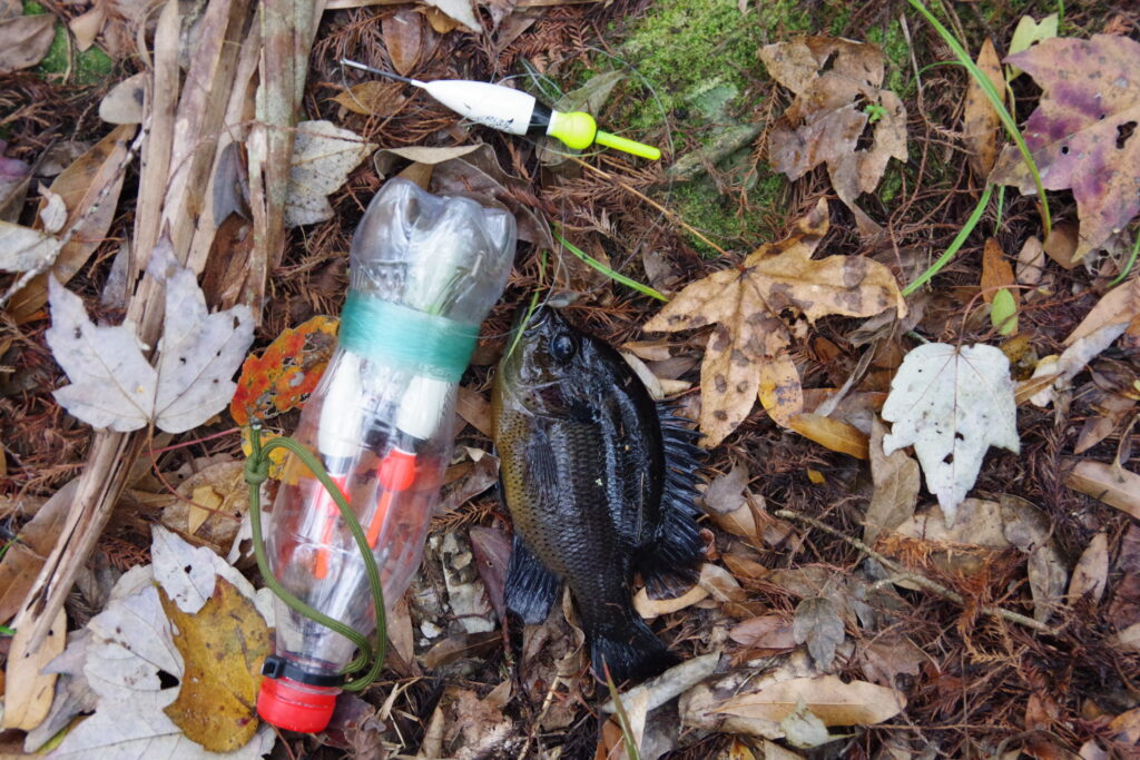 A fish lies next to a homemade handline. The handline is made from a small Coke bottle with extra tackle stored inside. 