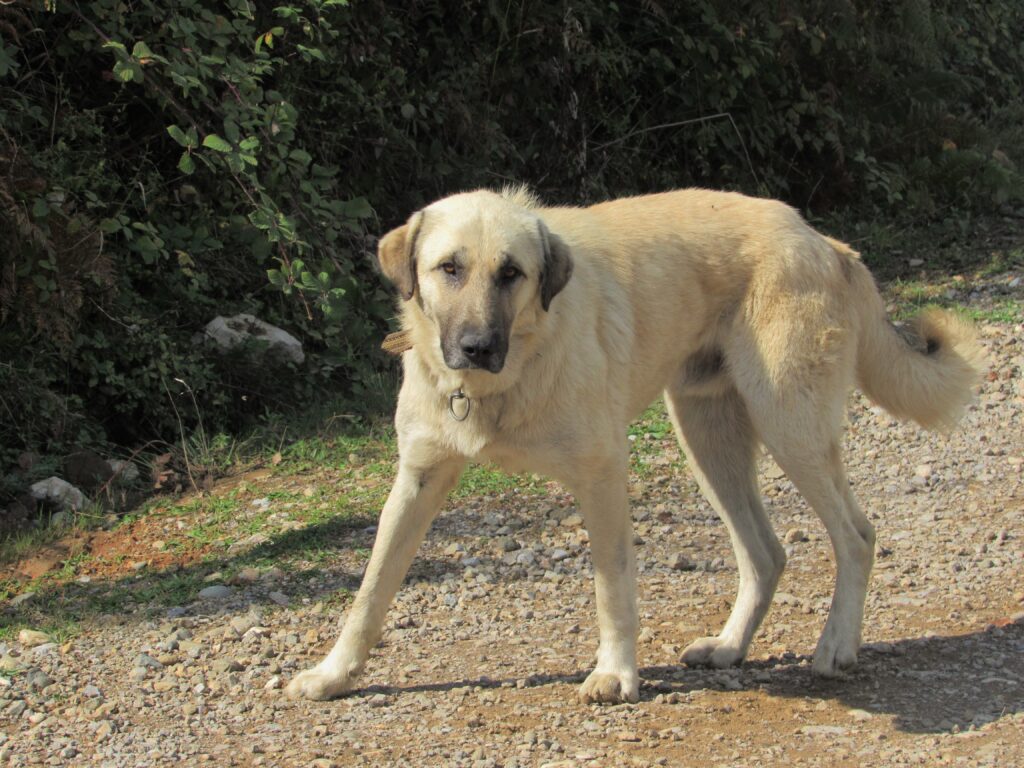 A kangal dog stands on a trail.