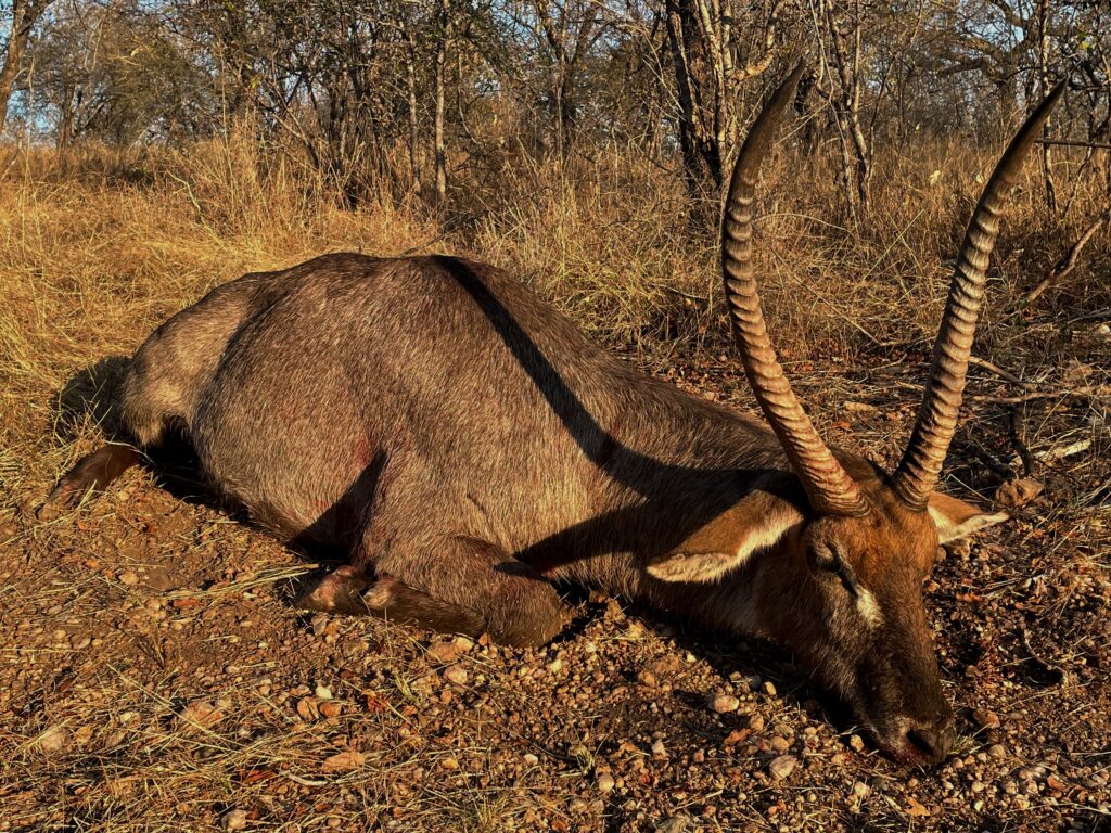 waterbuck antelope from South Africa 