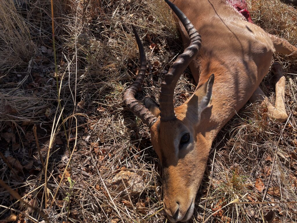 impala from South Africa