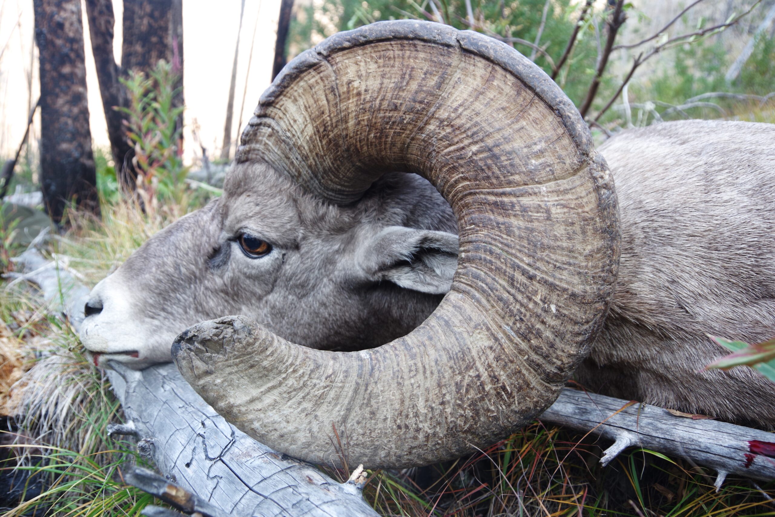 2024 Frank Church Wilderness Sheep Hunt: Part Three