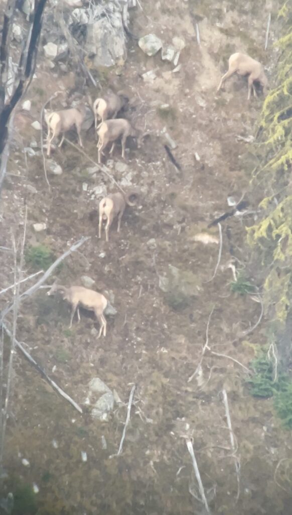 A long-range screenshot of bighorn sheep rams feeding on a mountainside.