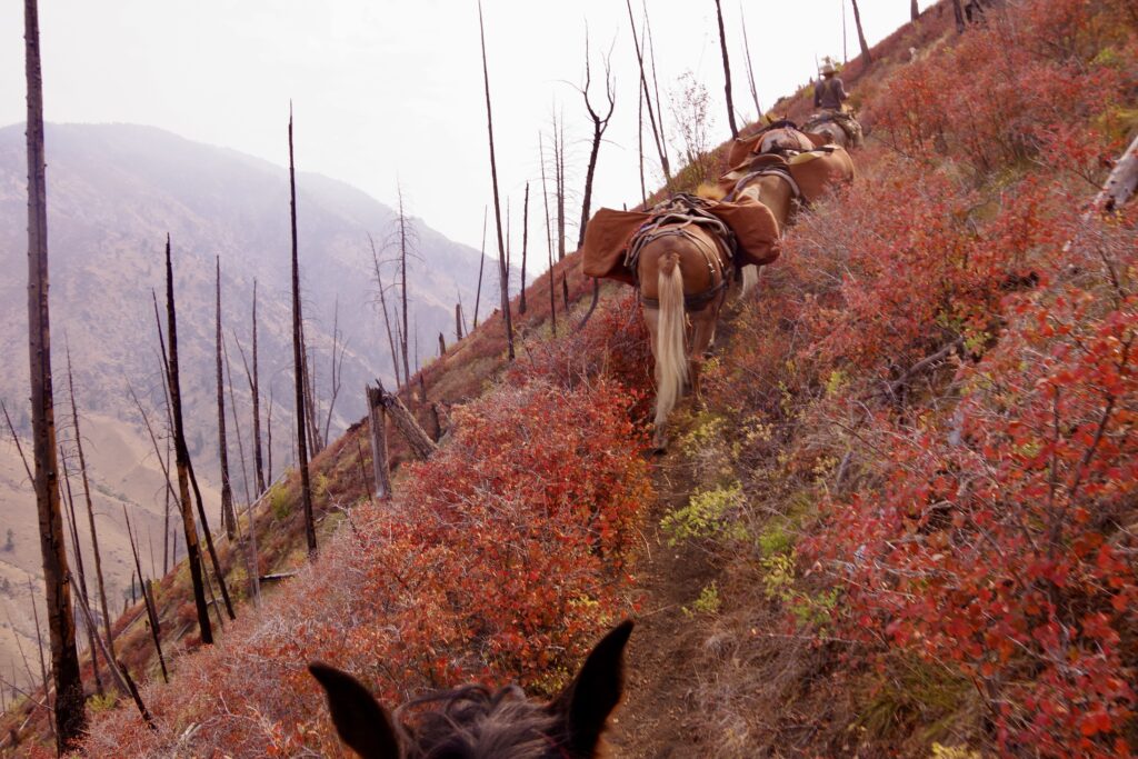 A pack train makes its way along a mountainside in the Frank Church Wilderness.