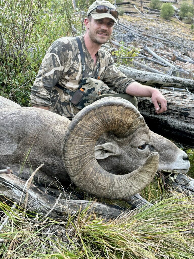 The results of a successful sheep hunt. A spectacular example of a bighorn ram.