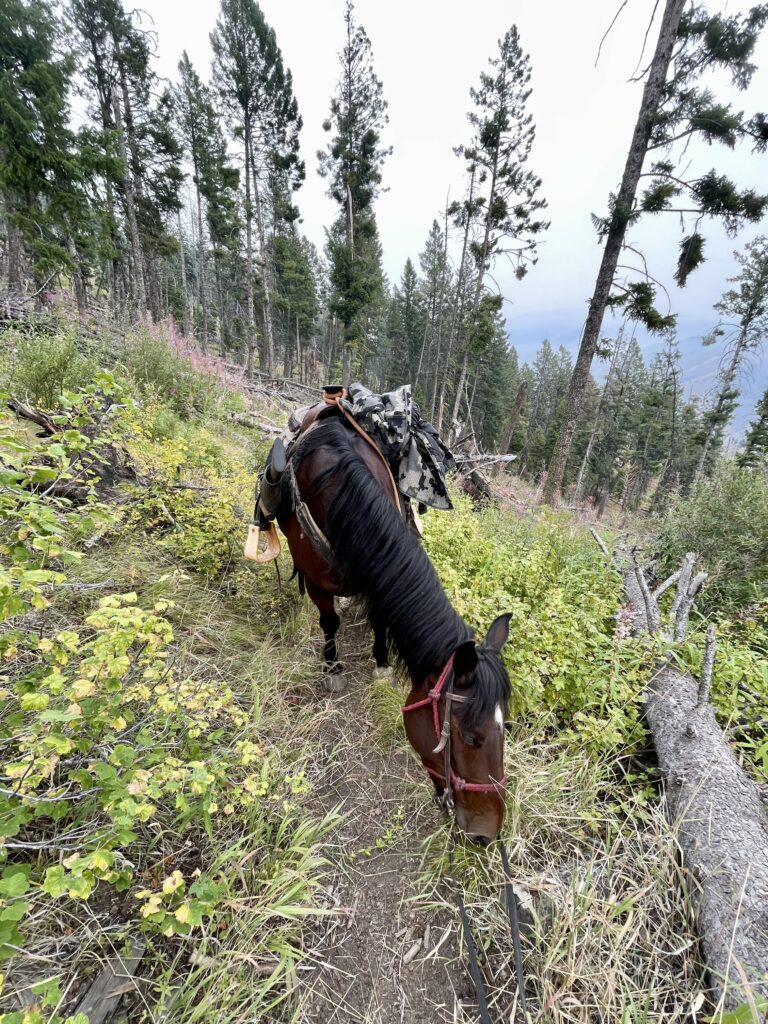 A horse grazes beside a mountain trail.