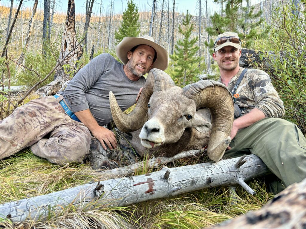 The results of a successful sheep hunt. A spectacular example of a bighorn ram.