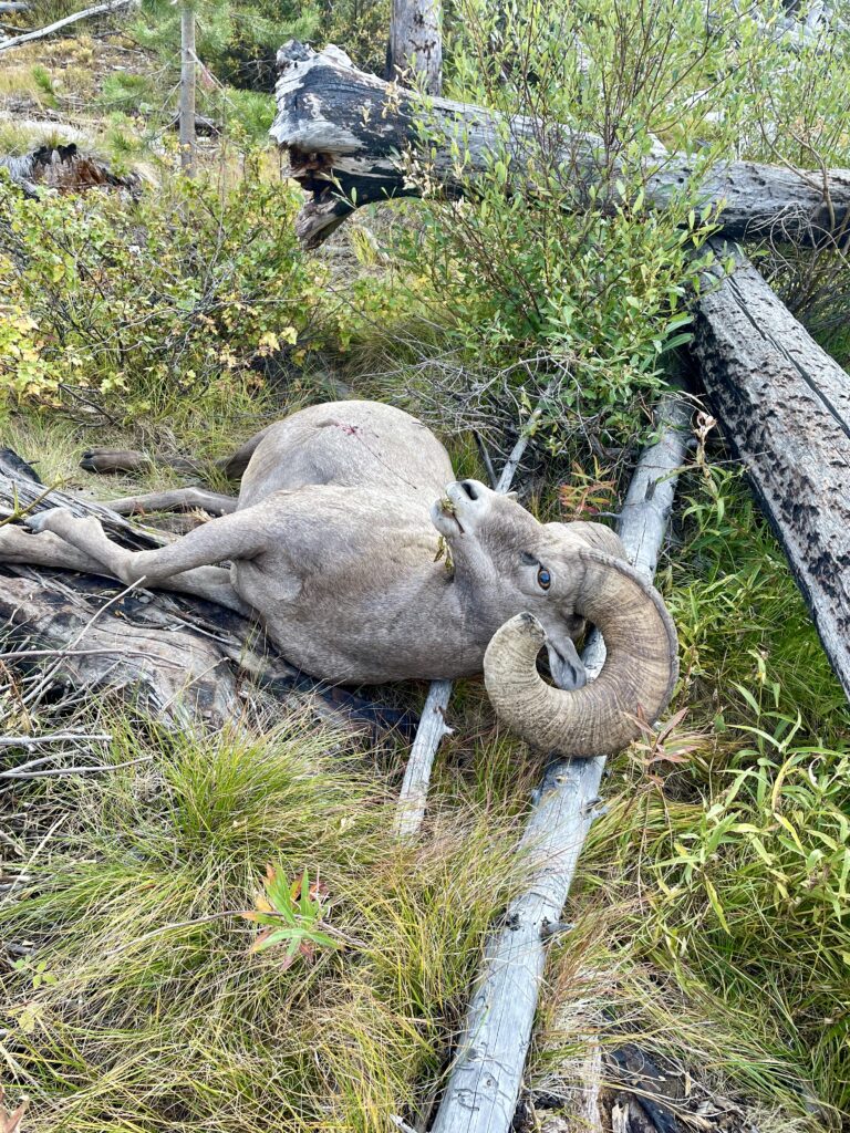 The results of a successful sheep hunt. A spectacular example of a bighorn ram.