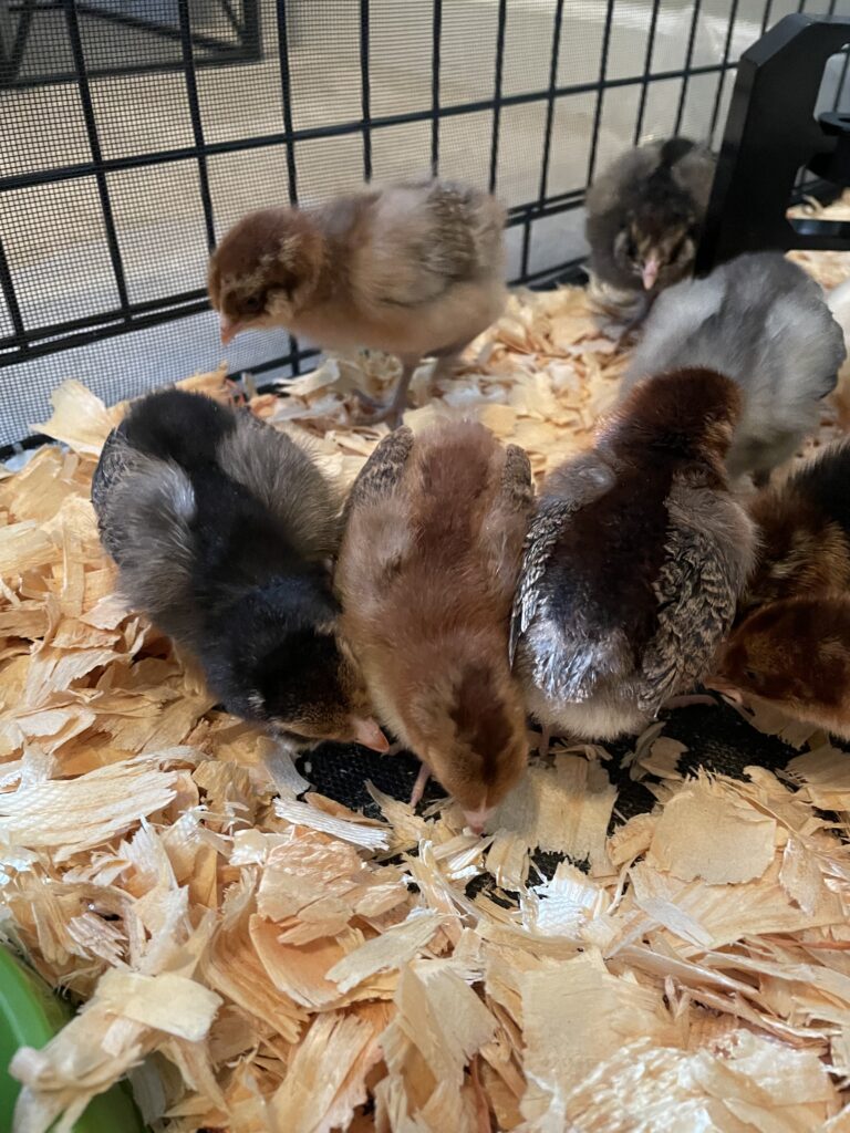 Several week old chicks of various breeds