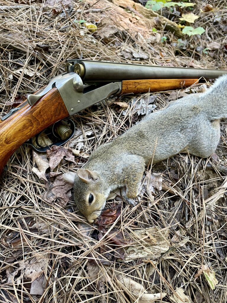 A Stevens model 311A shotgun next to a grey squirrel shot by the author. 