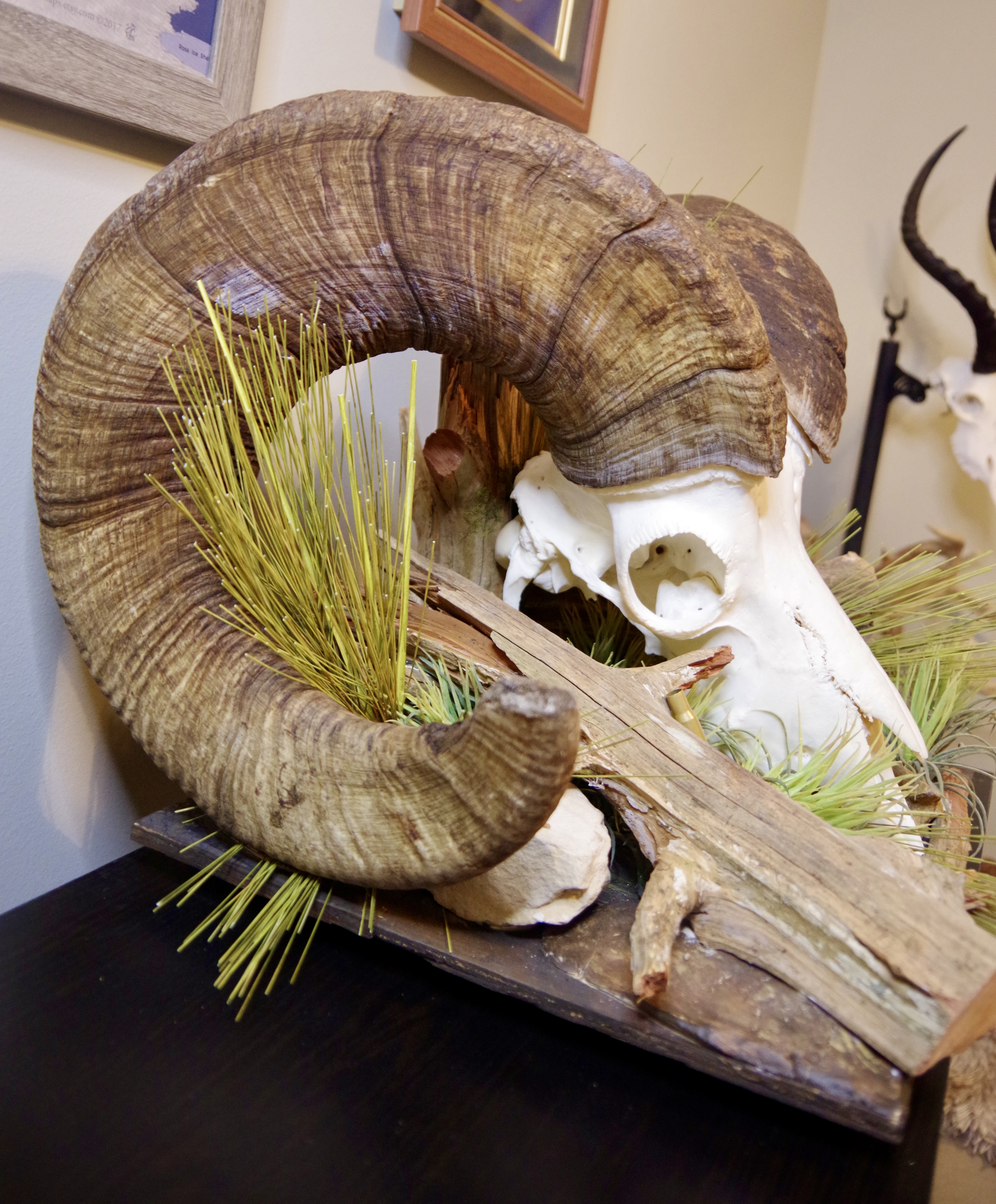 Rocky Mountain bighorn sheep skull mount on habitat base