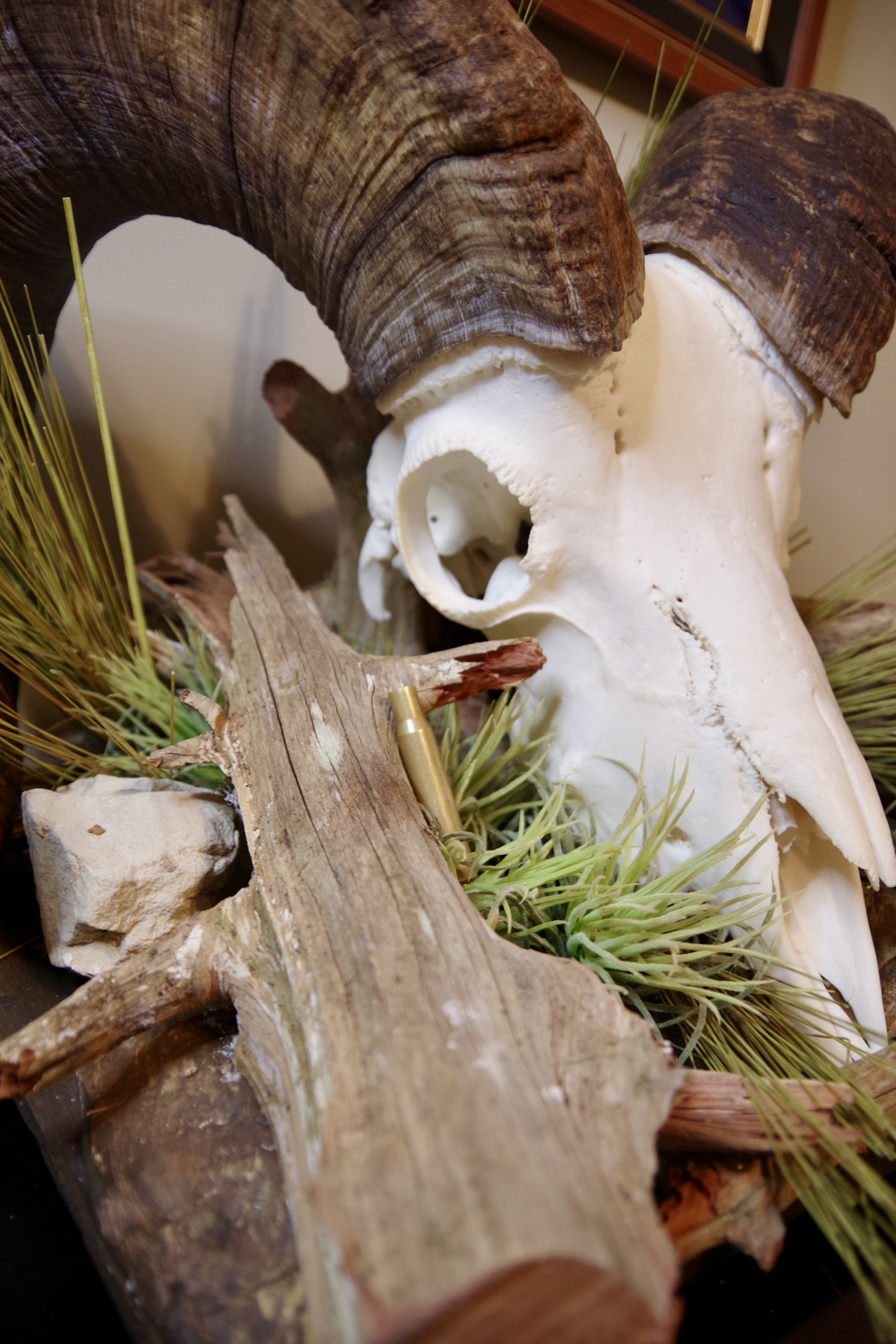 Rocky Mountain bighorn sheep skull mount on habitat base