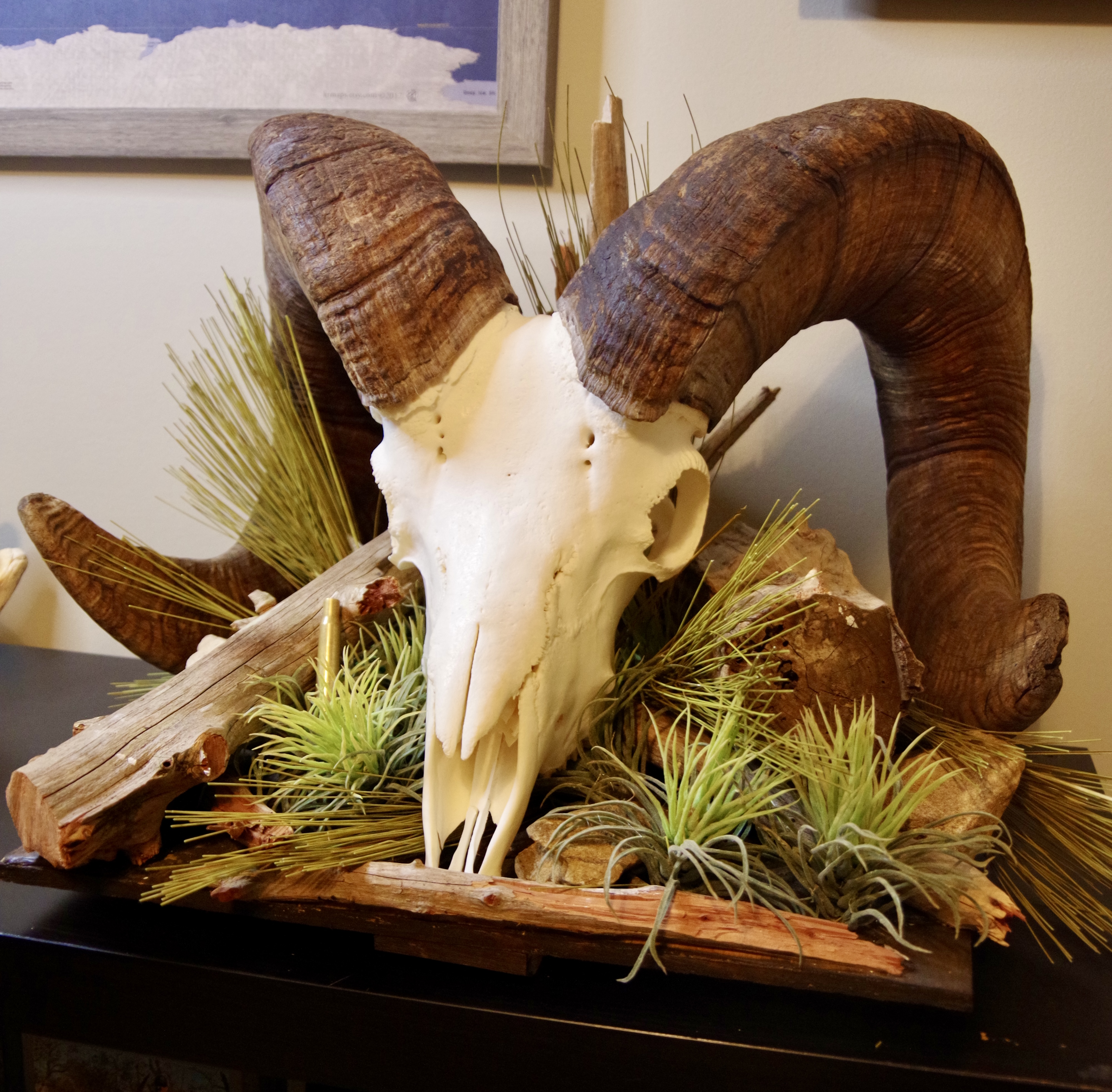 Rocky mountain bighorn skull with habitat base.