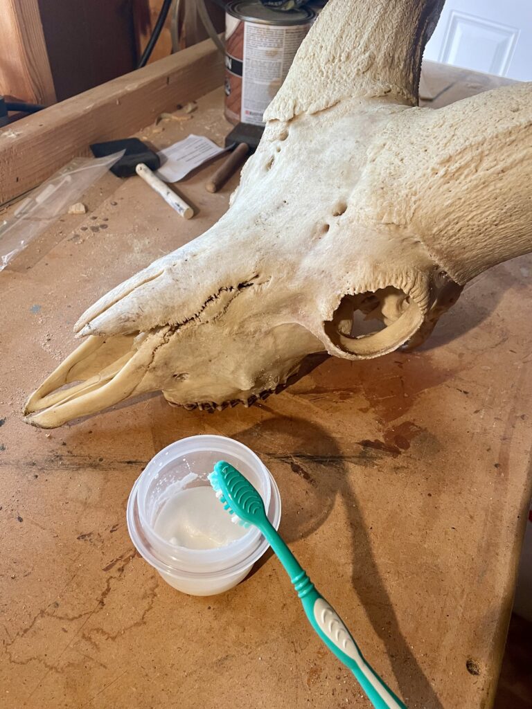 Rocky Mountain bighorn sheep skull after maceration