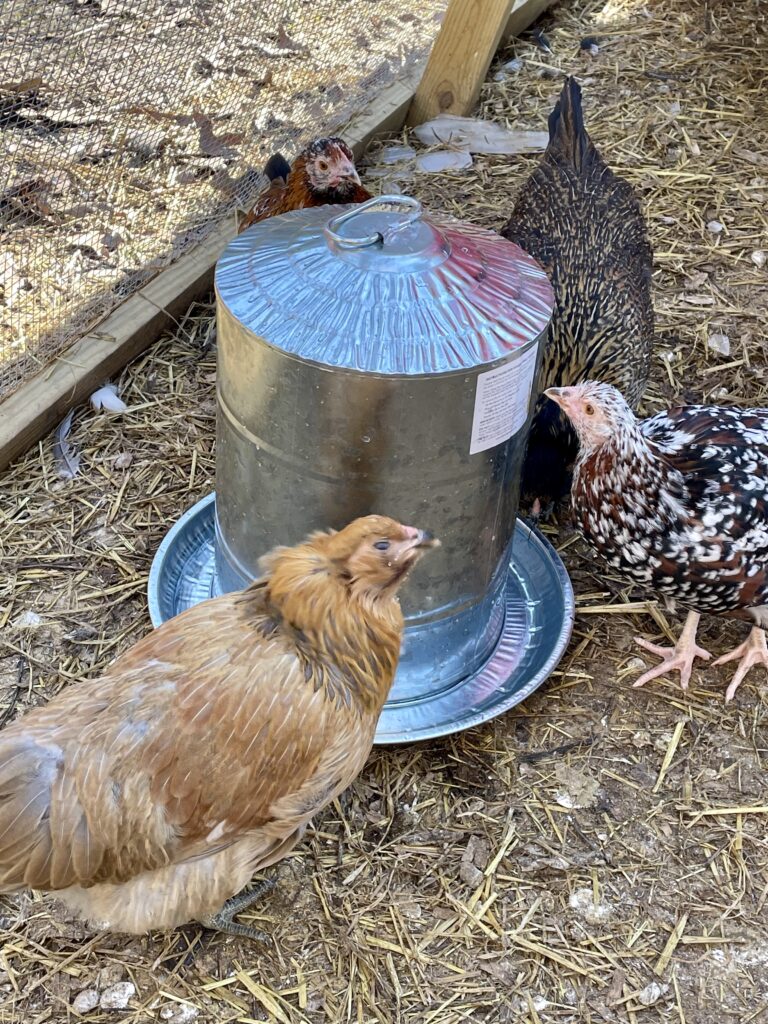 Metal chicken waterers might be a sturdier option compared to plastic.